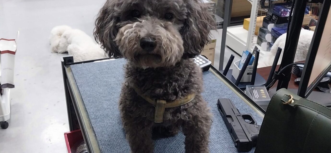 Toy Poodle