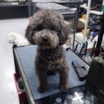 Toy Poodle