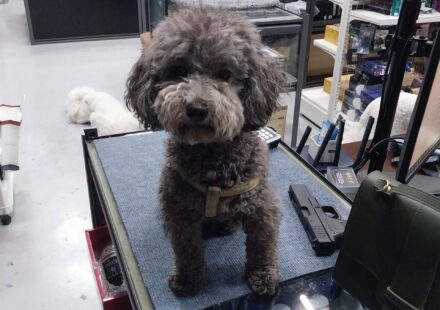 Toy Poodle