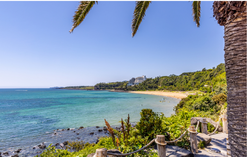 Jungmun Saekdal beach palm trees