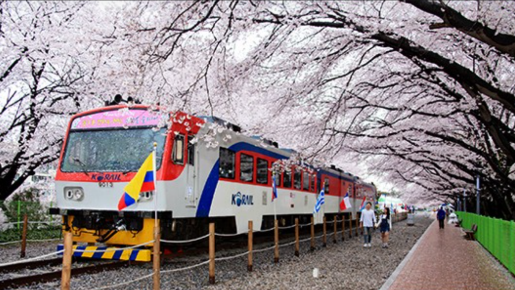 Gyeonghwa Station cherry blossom tunnel with railway track in Jinhae