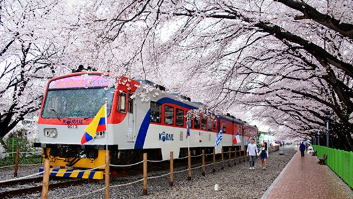 Gyeonghwa Station cherry blossom tunnel with railway track in Jinhae