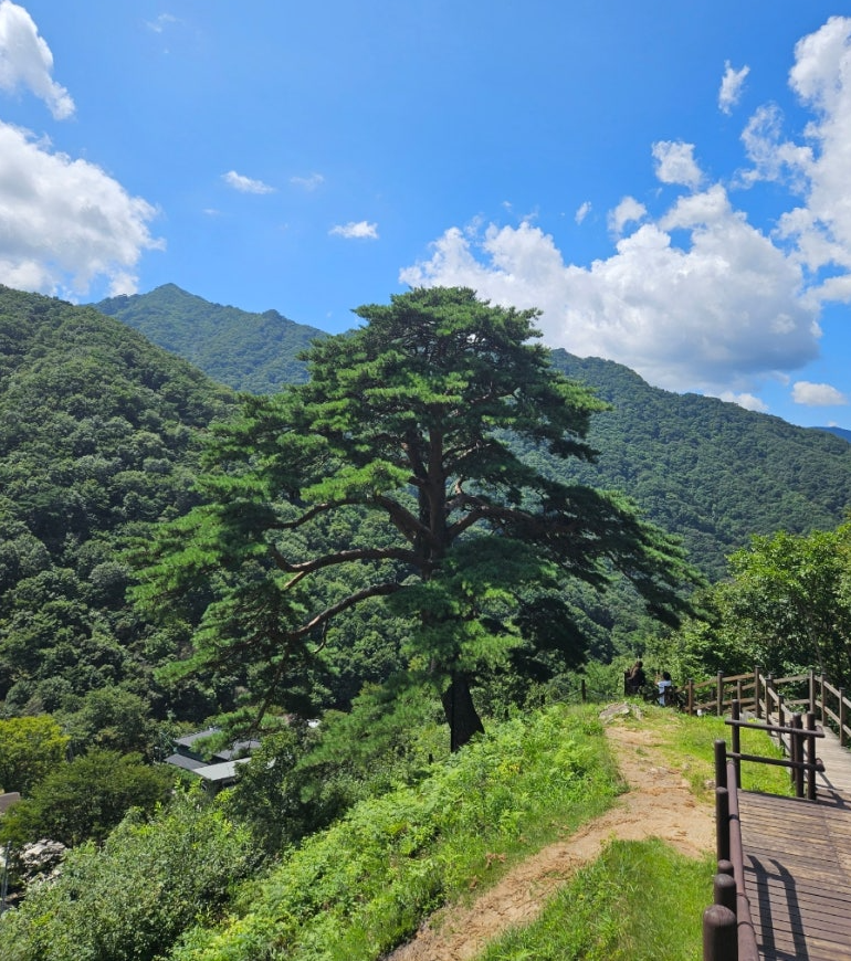 Thousand-year pine tree in Wanun Village Jirisan National Park
